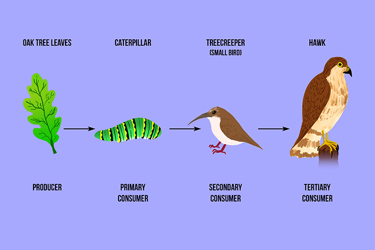 Summary of food chain showing examples of each consumer